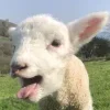 Стикер 51 Sheeps