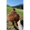 Стикер 53 Sheeps