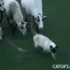 Стикер 61 Sheeps