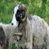 Стикер 24 Sheeps