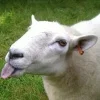 Стикер 11 Sheeps