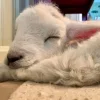 Стикер 9 Sheeps