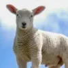 Стикер 49 Sheeps