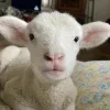 Стикер 38 Sheeps