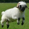 Стикер 3 Sheeps