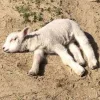Стикер 17 Sheeps