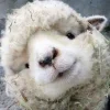 Стикер 18 Sheeps