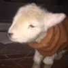 Стикер 32 Sheeps