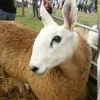 Стикер 16 Sheeps