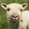 Стикер 25 Sheeps