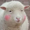 Стикер 34 Sheeps
