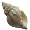 Стикер 32 Shells