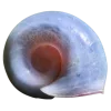 Стикер 8 Shells