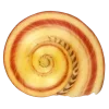 Стикер 18 Shells