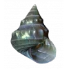Стикер 22 Shells