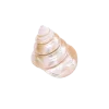 Стикер 44 Shells
