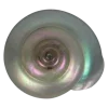 Стикер 11 Shells
