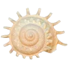 Стикер 5 Shells