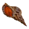 Стикер 57 Shells
