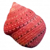 Стикер 21 Shells