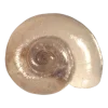 Стикер 4 Shells