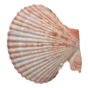 Стикер 56 Shells