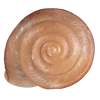 Стикер 3 Shells