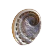Стикер 41 Shells