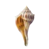 Стикер 48 Shells