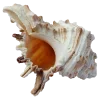 Стикер 36 Shells