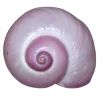Обложка набора Shells