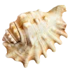 Стикер 40 Shells