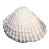 Стикер 33 Shells