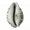 Стикер 52 Shells
