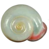Стикер 10 Shells