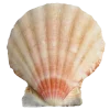 Стикер 37 Shells