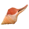 Стикер 55 Shells
