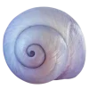 Стикер 7 Shells