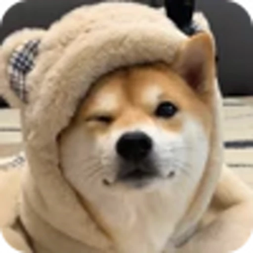 🌟 Эмодзи «𝘚𝘩𝘪𝘣𝘢 𝘐𝘯𝘶 🍯» для Telegram
