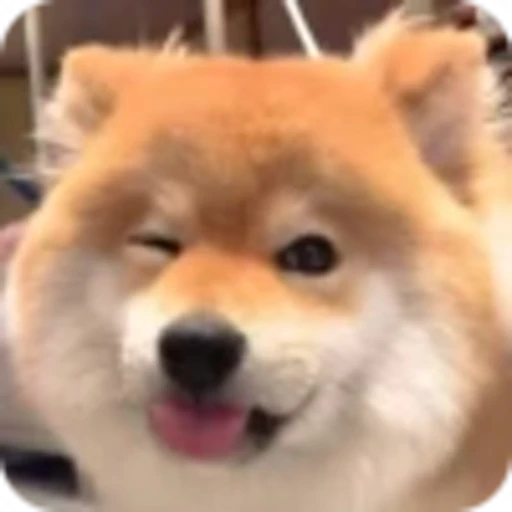 🌟 Эмодзи «𝘚𝘩𝘪𝘣𝘢 𝘐𝘯𝘶 🍯» для Telegram
