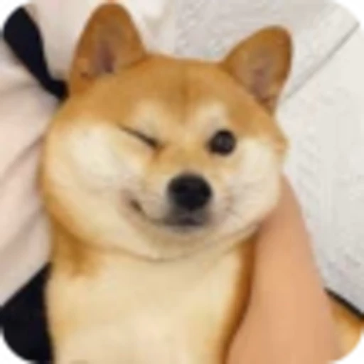🌟 Эмодзи «𝘚𝘩𝘪𝘣𝘢 𝘐𝘯𝘶 🍯» для Telegram