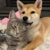 🌟 Эмодзи «𝘚𝘩𝘪𝘣𝘢 𝘐𝘯𝘶 🍯» для Telegram