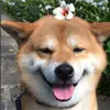🌟 Эмодзи «𝘚𝘩𝘪𝘣𝘢 𝘐𝘯𝘶 🍯» для Telegram