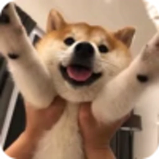 🌟 Эмодзи «𝘚𝘩𝘪𝘣𝘢 𝘐𝘯𝘶 🍯» для Telegram