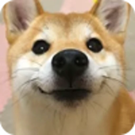 🌟 Эмодзи «𝘚𝘩𝘪𝘣𝘢 𝘐𝘯𝘶 🍯» для Telegram