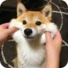 Стикер 2 𝘚𝘩𝘪𝘣𝘢 𝘐𝘯𝘶