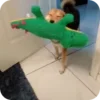 Стикер 43 𝘚𝘩𝘪𝘣𝘢 𝘐𝘯𝘶