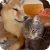 Стикер 26 𝘚𝘩𝘪𝘣𝘢 𝘐𝘯𝘶