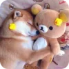 Стикер 9 𝘚𝘩𝘪𝘣𝘢 𝘐𝘯𝘶