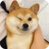 Стикер 3 𝘚𝘩𝘪𝘣𝘢 𝘐𝘯𝘶